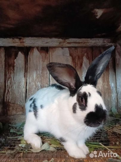 Кролики Строкач, Бабочка, Полтавское серебро