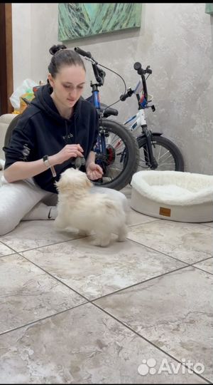 Услуги кинолога Электросталь/Ногинск