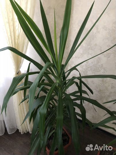 Растения Юкка