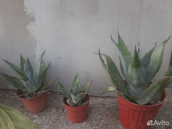 Агава голубая