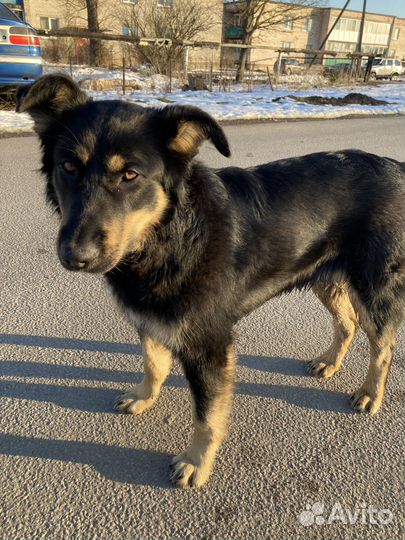 Собака в добрые руки