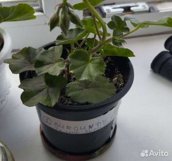 Пеларгония