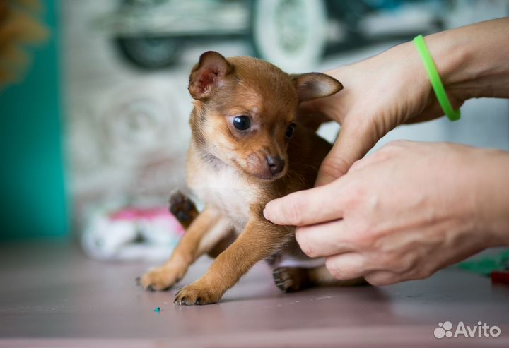 Мальчик той терьер