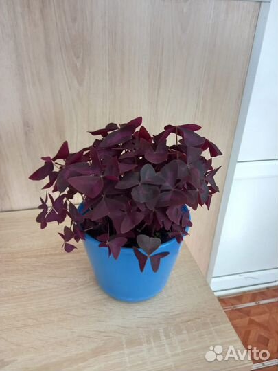 Кислица треугольная