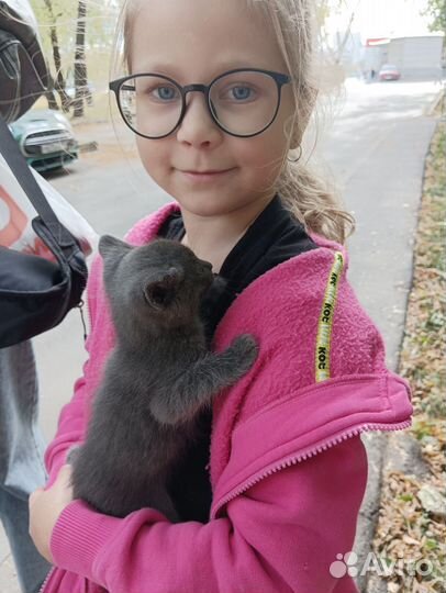 Котята в добрые руки 1 месяц