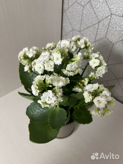 Каланхоэ