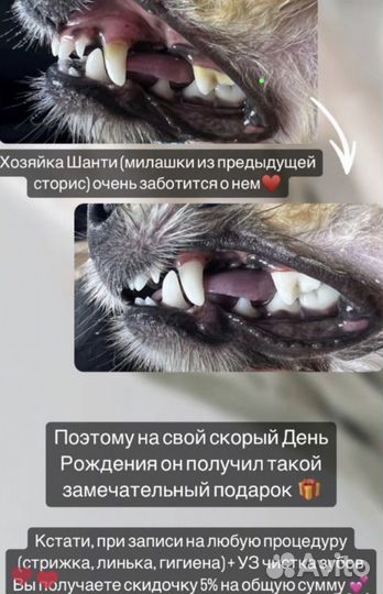 Ультразвуковая чистка зубов собакам