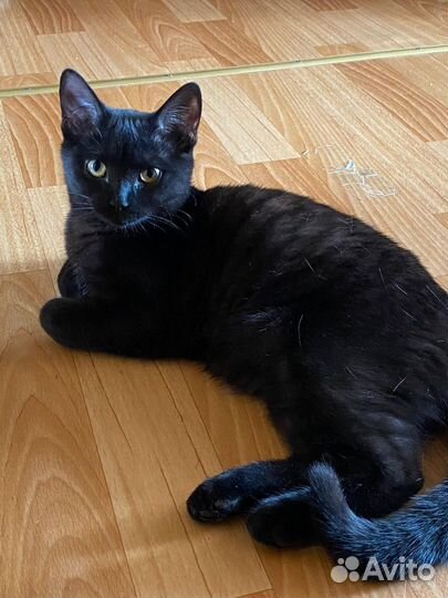 Британская кошка