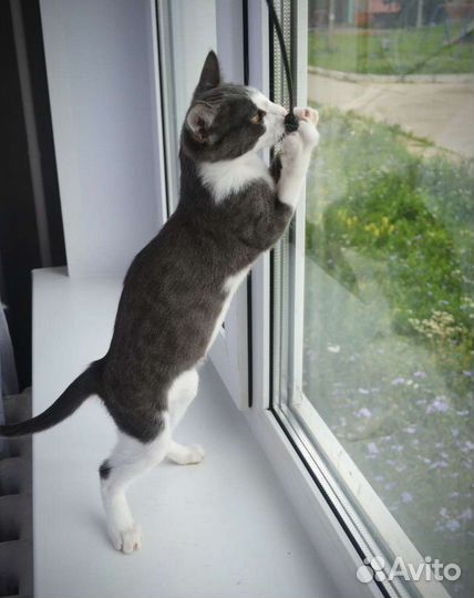 Котёнок Сота