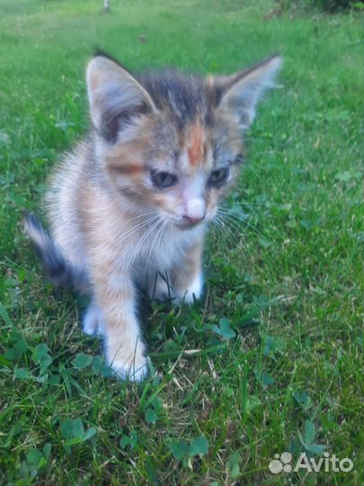 Кошки в добрые руки бесплатно. К лотку приучены