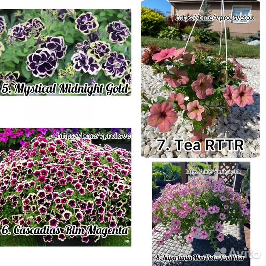 Петуния, калибрахоа, вербена вегетативная