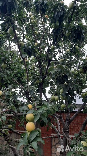 Яблоки домашние