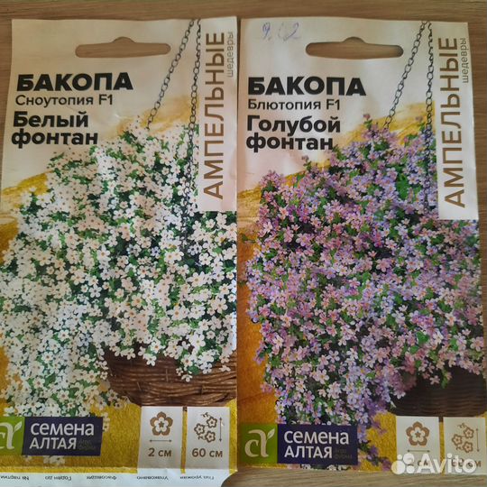 Рассада бакопы