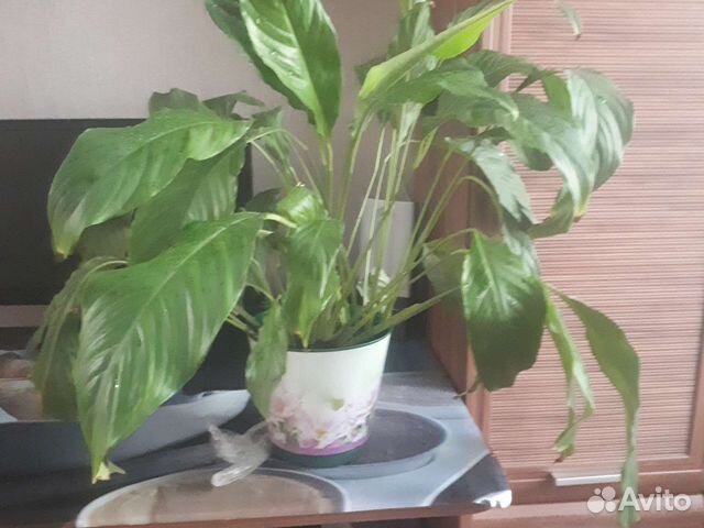 Спатифиллум