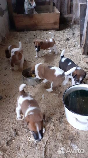 Фокстерьер