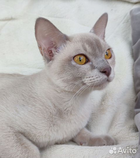 Бурма молодой котик