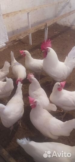 Инкубационное яйцо