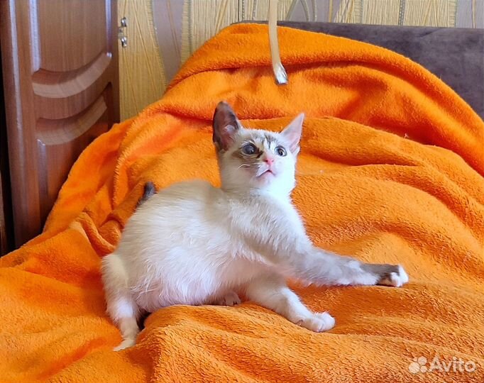 Отдаю кошку в добрые руки