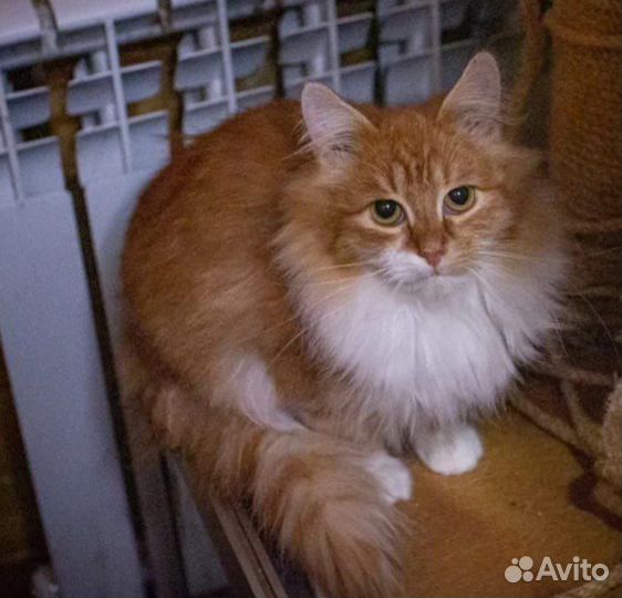 Рыжая кошка бесплатно