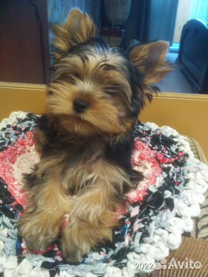 Продаются щенки Йорка