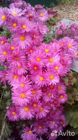 Хризантема,астра многолетняя(сентябрина)