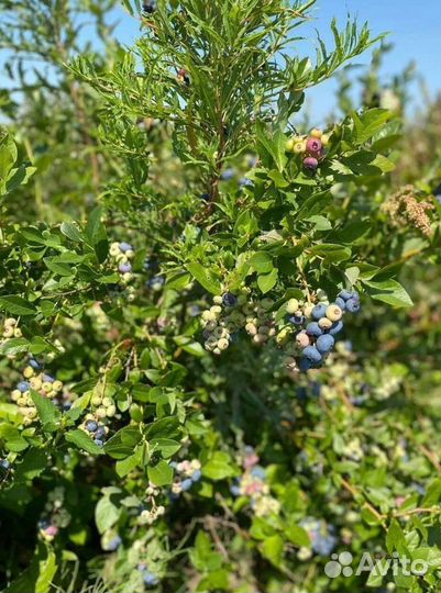 Голубика саженцы из питомника