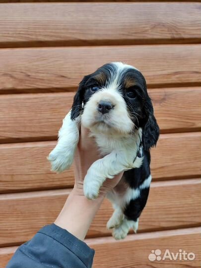 Спаниельки