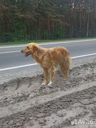 Красивая собака