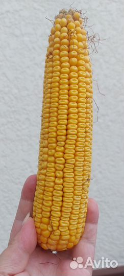 Гибридная семена