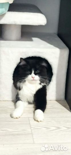 Отдам бесплатно кота