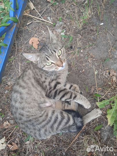 Европейская