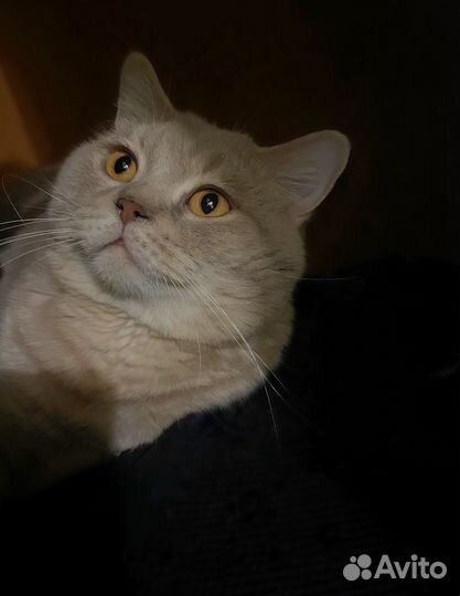 Британец, вязка