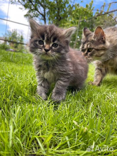 Котята мейн-кун