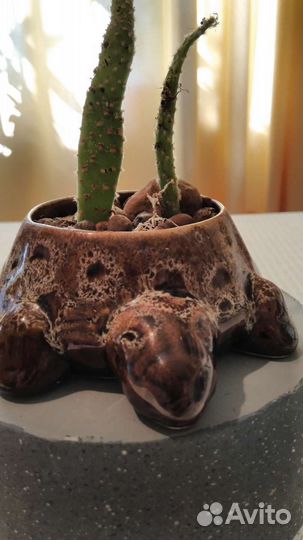 Кактусница черепашка