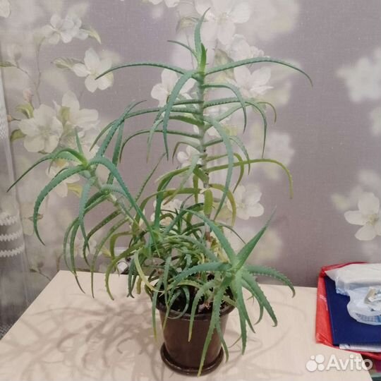 Алоэ лечебный