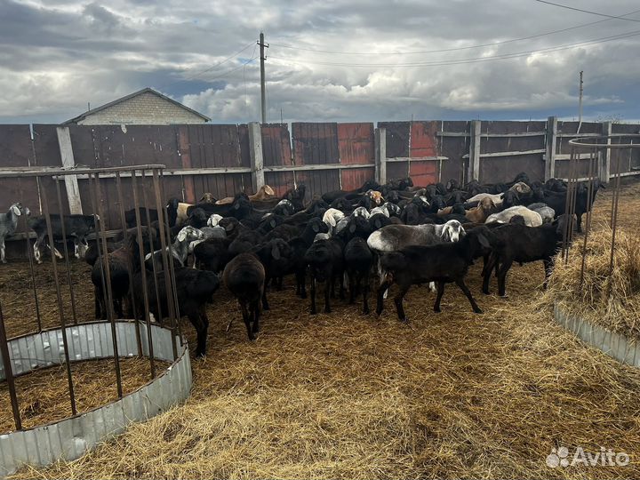 Бараны гиссары