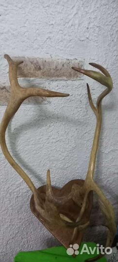 Рога оленя