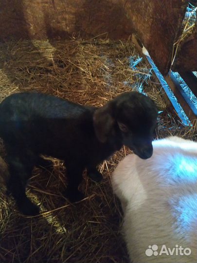 Козы, козлята