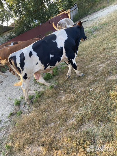 Быки на мясо живым весом