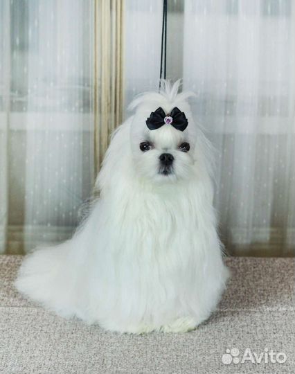 Мальтезе вязка