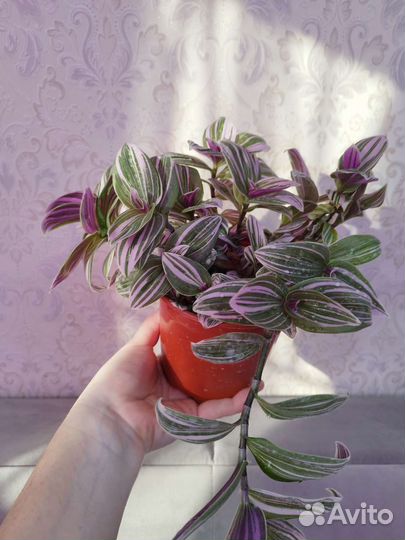 Традесканция нанук, розовая пантера, декабрист