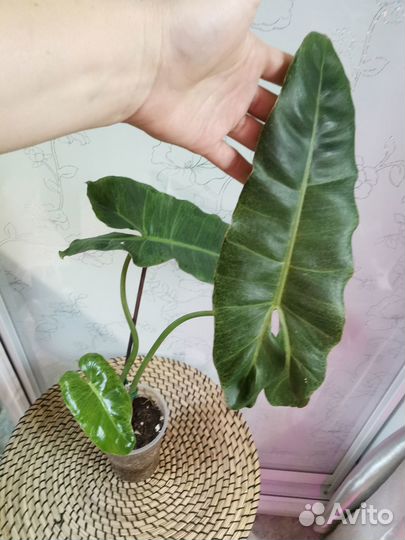 Филодендрон Paraiso Verde мраморный