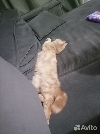 Кошку в добрые руки