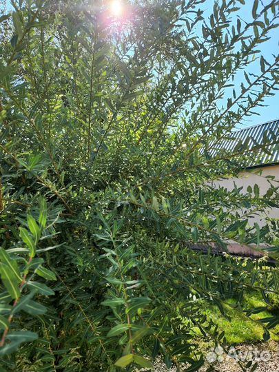 Ива Хакуро нишики на штамбе