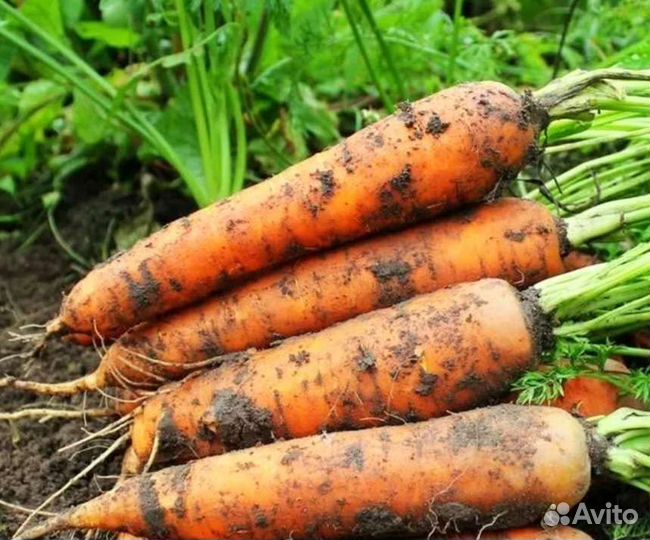 Морковь свежая