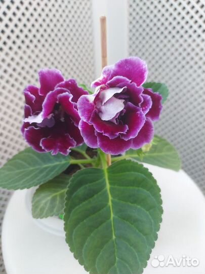 Глоксиния цветущая