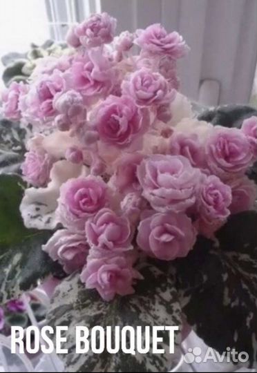 Фиалка детки