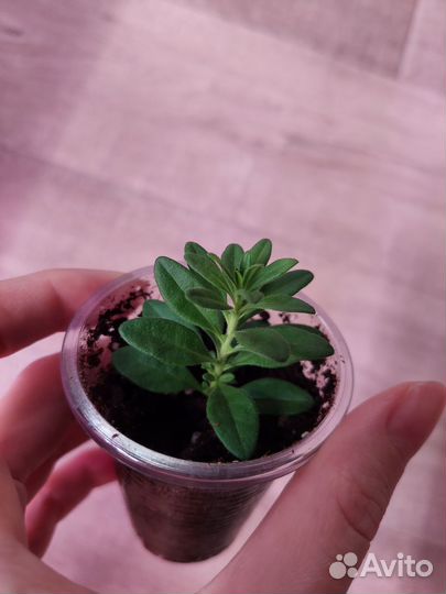 Калибрахоа