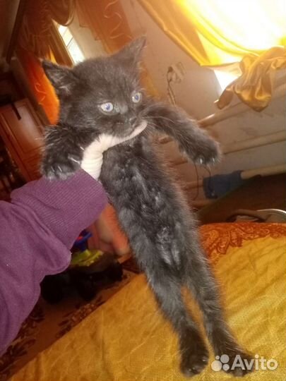 Котята от британской кошки