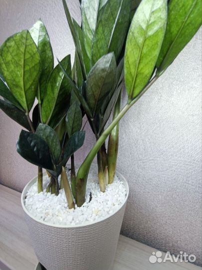 Замиокулькас черный равен